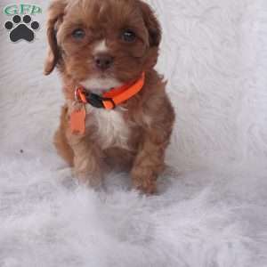 Jasmine, Cavapoo Puppy