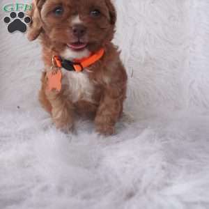 Jasmine, Cavapoo Puppy