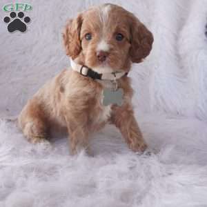 Snow drop, Cavapoo Puppy