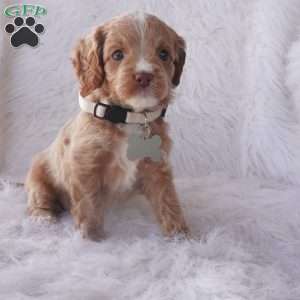 Snow drop, Cavapoo Puppy