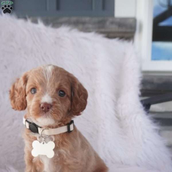 Snow drop, Cavapoo Puppy
