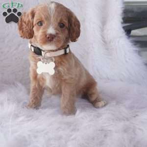 Snow drop, Cavapoo Puppy