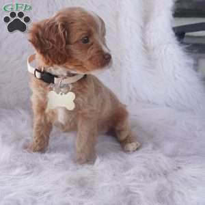 Snow drop, Cavapoo Puppy