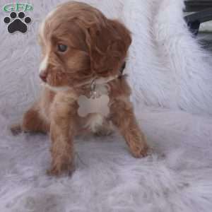 Snow drop, Cavapoo Puppy