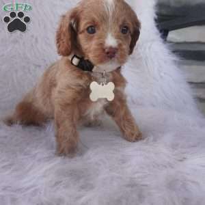 Snow drop, Cavapoo Puppy
