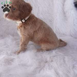 Snow drop, Cavapoo Puppy