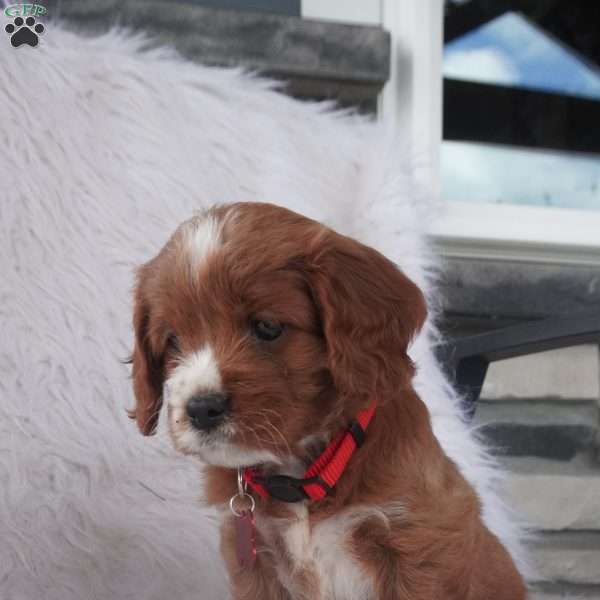 Iris, Cavapoo Puppy