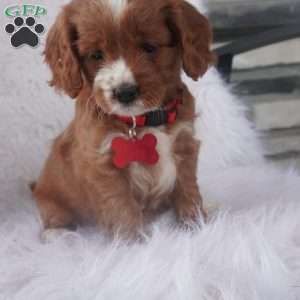 Iris, Cavapoo Puppy