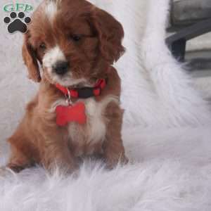 Iris, Cavapoo Puppy