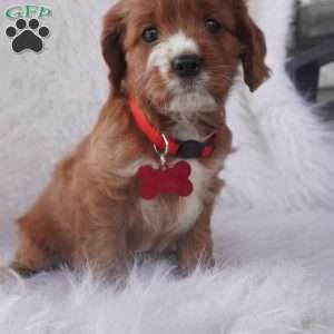 Iris, Cavapoo Puppy