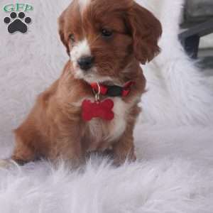 Iris, Cavapoo Puppy