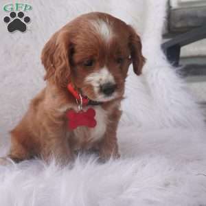 Iris, Cavapoo Puppy
