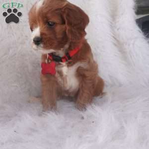 Iris, Cavapoo Puppy