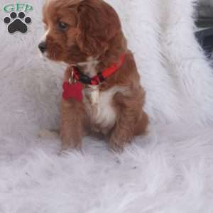 Iris, Cavapoo Puppy