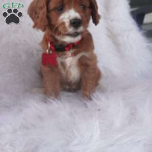 Iris, Cavapoo Puppy
