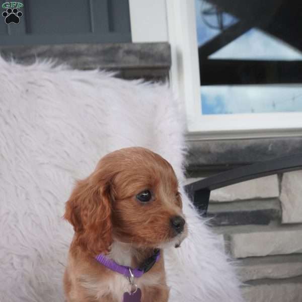 Hyacinth, Cavapoo Puppy