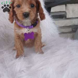 Hyacinth, Cavapoo Puppy