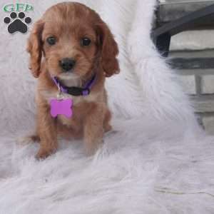 Hyacinth, Cavapoo Puppy