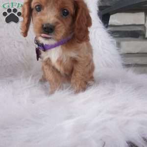 Hyacinth, Cavapoo Puppy