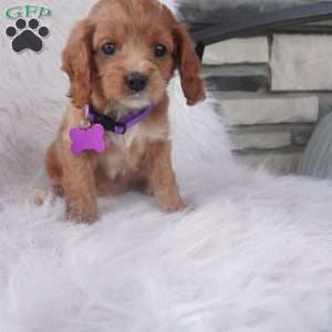 Hyacinth, Cavapoo Puppy