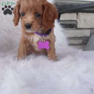 Hyacinth, Cavapoo Puppy