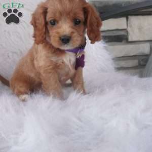 Hyacinth, Cavapoo Puppy