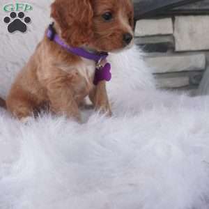 Hyacinth, Cavapoo Puppy