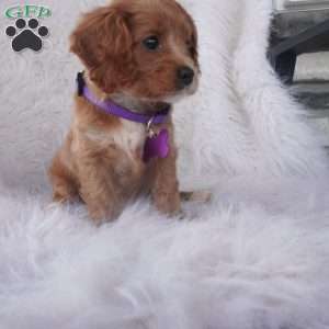 Hyacinth, Cavapoo Puppy