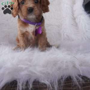 Hyacinth, Cavapoo Puppy