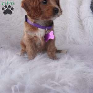 Hyacinth, Cavapoo Puppy