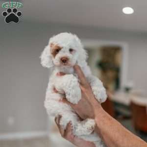 Chip, Cockapoo Puppy