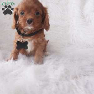 Jinny, Cavapoo Puppy