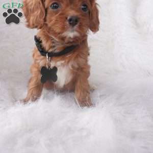 Jinny, Cavapoo Puppy