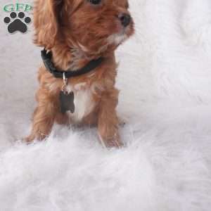 Jinny, Cavapoo Puppy