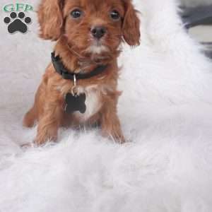 Jinny, Cavapoo Puppy