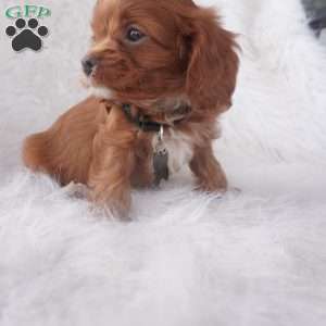 Jinny, Cavapoo Puppy