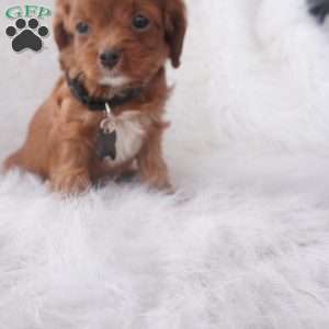 Jinny, Cavapoo Puppy