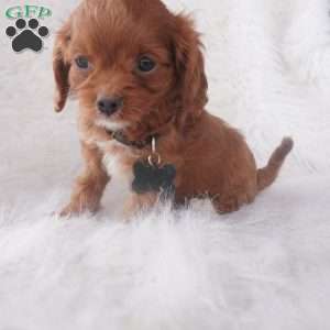 Jinny, Cavapoo Puppy