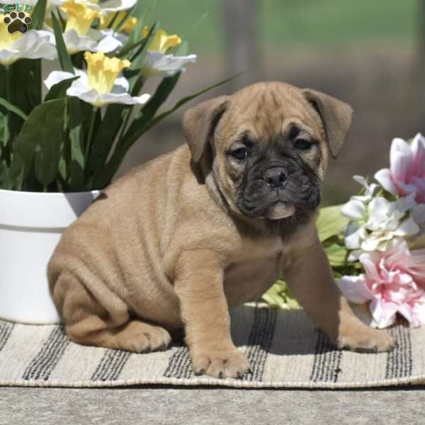 Jasper, Olde English Bulldogge Puppy