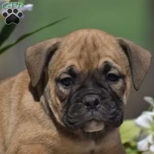 Jasper, Olde English Bulldogge Puppy