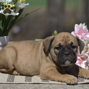 Jasper, Olde English Bulldogge Puppy