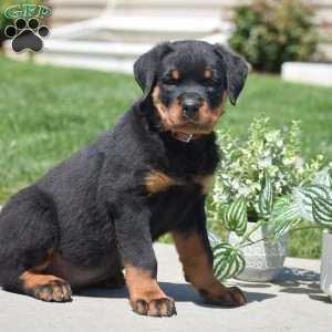 Zach, Rottweiler Puppy