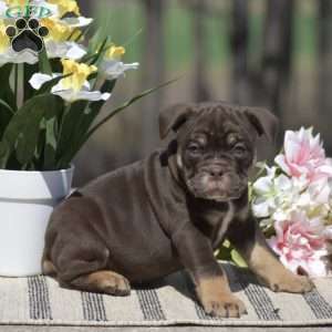 Julie, Olde English Bulldogge Puppy