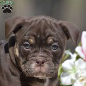 Julie, Olde English Bulldogge Puppy