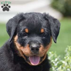 Zach, Rottweiler Puppy