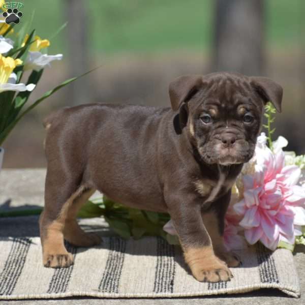 Julie, Olde English Bulldogge Puppy