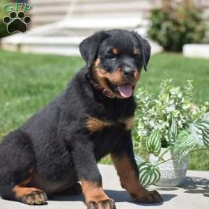 Zach, Rottweiler Puppy