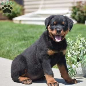 Zach, Rottweiler Puppy