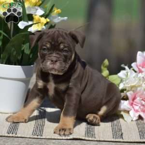 Julie, Olde English Bulldogge Puppy