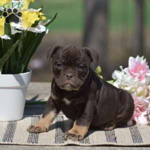 Jenna, Olde English Bulldogge Puppy